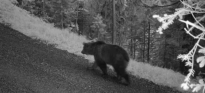 © Amt für Jagd und Fischerei, Kanton Graubünden