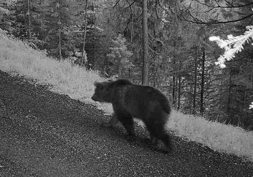 © Office de la chasse et de la pêche, canton des Grisons