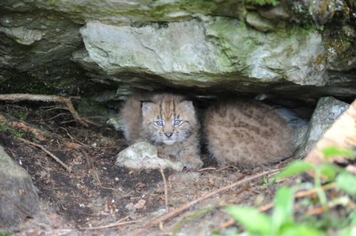 Junge Luchse in der Wurfhöhle. 