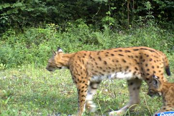 Bedeutende Aufnahme: MONA mit Jungtier im Jahr 2012 © Henrioux Pierre/Canton de Vaud