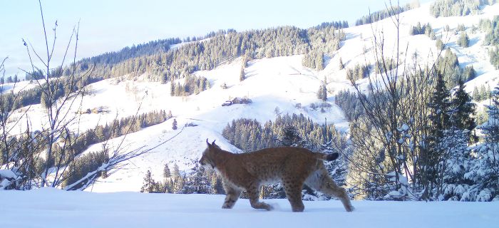 © Servizio Foreste e Natura, Friburgo