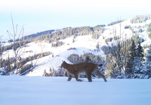 © Forestry and Nature Department, Fribourg