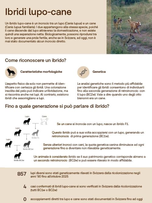 Scheda informativa «Ibridi lupo-cane»
