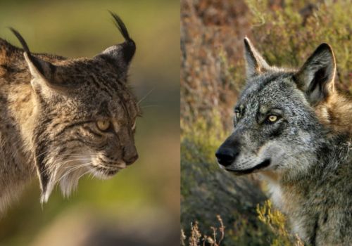 © Rewilding Europe / Adoni Canela (Cover)