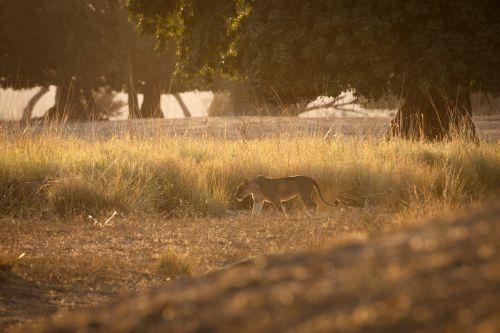 Lionne asiatique dans le Mana Pools National Park, Inde