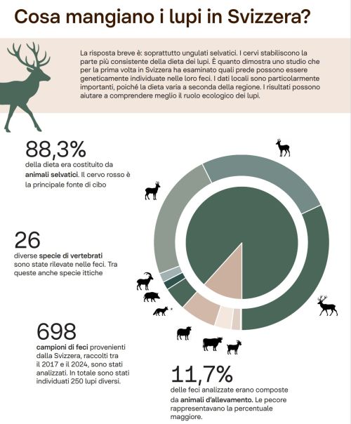 Scheda informativa «La dieta dei lupi in Svizzera»