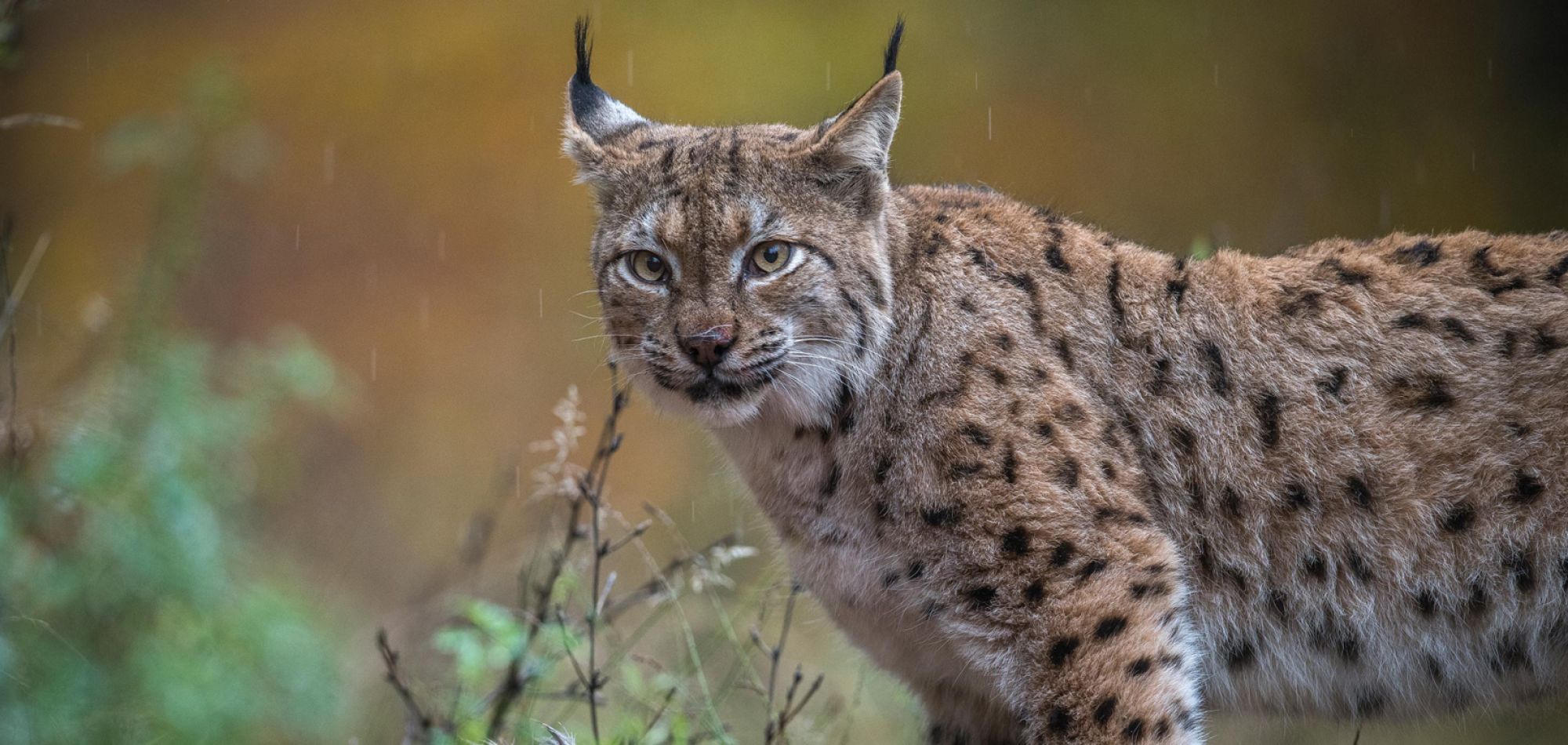 Lynx head-on in the rain