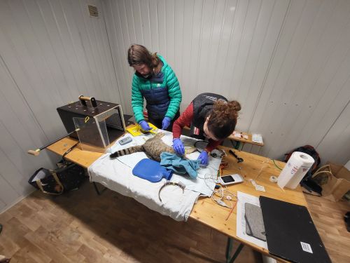 Dr. Lea Maronde und Dr. Iris Marti im Einsatz ©KORA