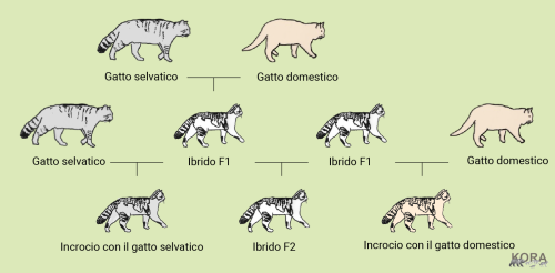Ibridazione nei gatti selvatici ©KORA