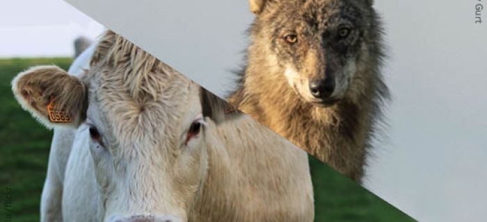 Bild Wolf: ©Charly Gurt, Bild Rind: ©Stanzilla, Montage: ©KORA