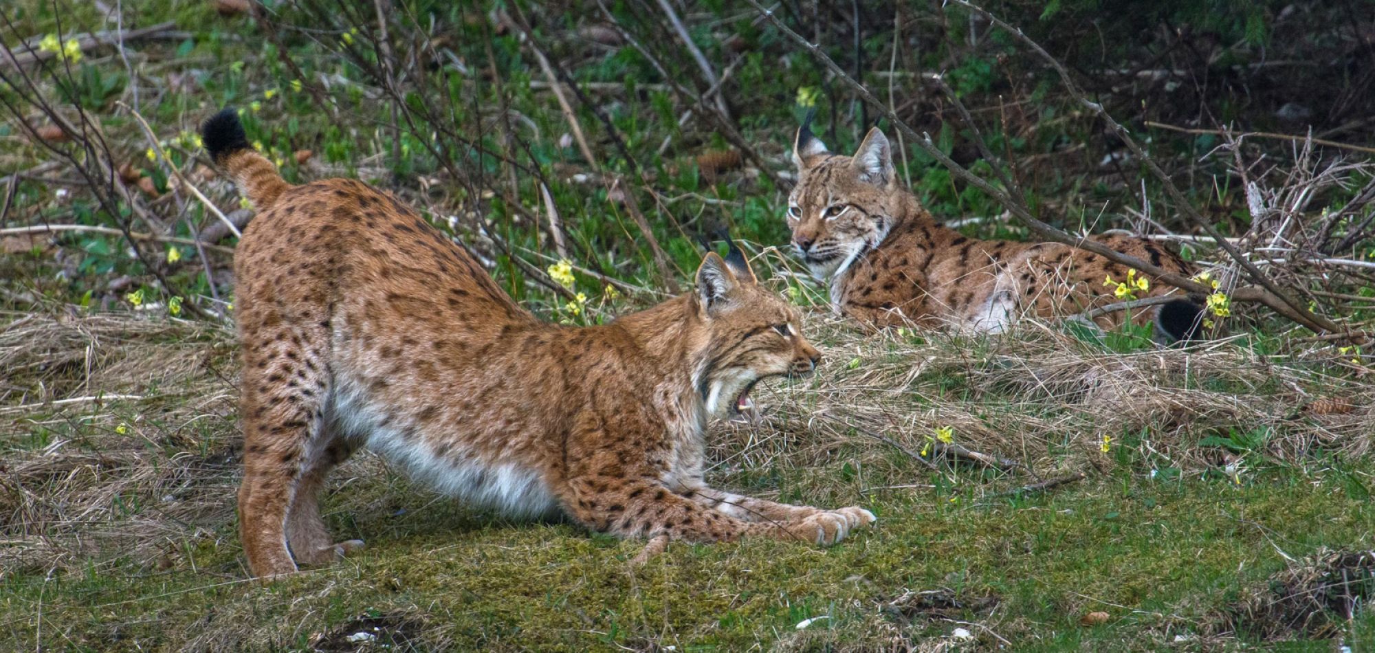 Yawning lynx and one in the background in Switzerland 