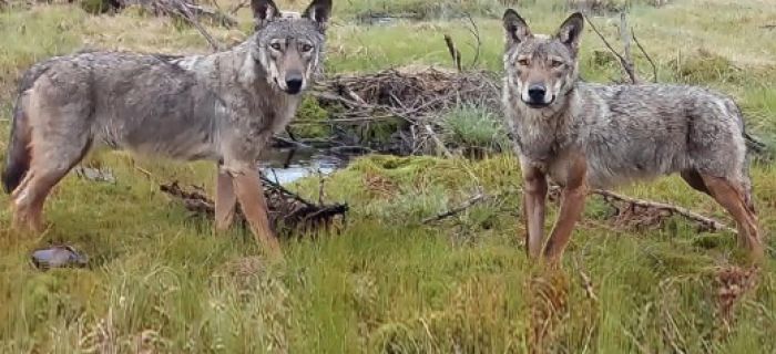 © G. Listori, Archivio Servizio Faunistico PAT 