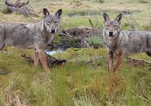 © G. Listori, Archivio Servizio Faunistico PAT 