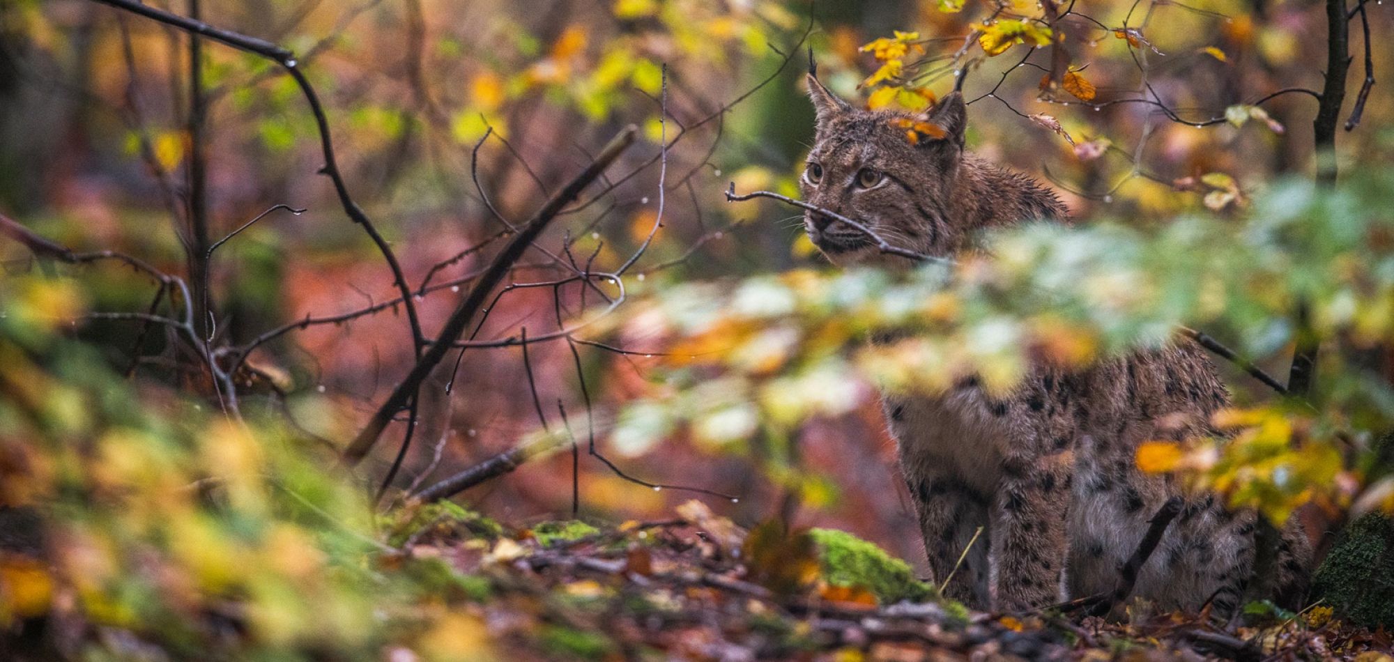 Lynx crouching in the brush