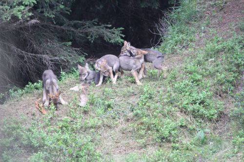 Louveteaux de la meute du Beverin de 2019