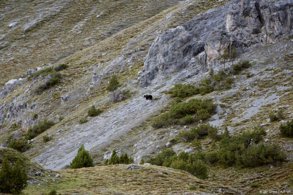 En 2005, l'ours JJ2 a été le premier ours à être observé en Suisse après son extinction