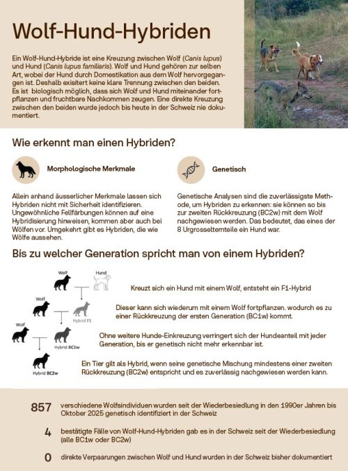 Faktenblatt «Wolf-Hunde-Hybride»