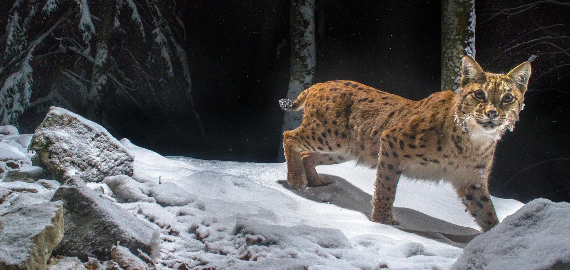 Lynx head-on in the snow