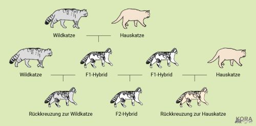 Hybridisierung bei der Wildkatze ©KORA