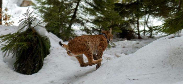 La lynx « Sofia » en route vers son nouvel habitat. © E. Furlani
