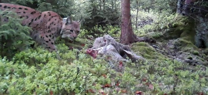 © Archiv Naturschutz LfULG, C. Blum-Rérat