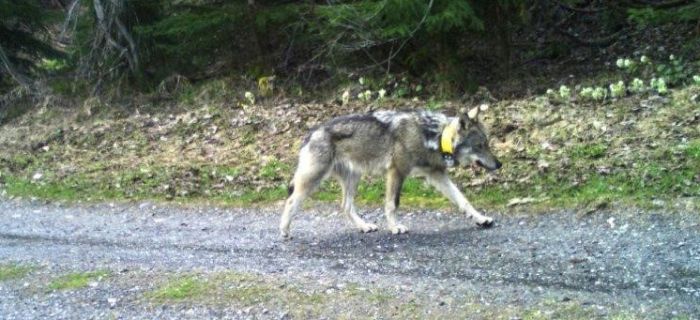 Caught in the photo trap ©AJF GR