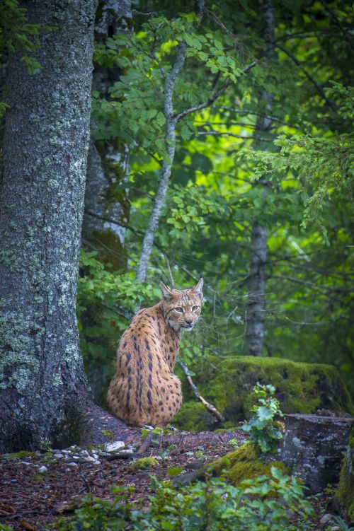 View back from sitting lynx 