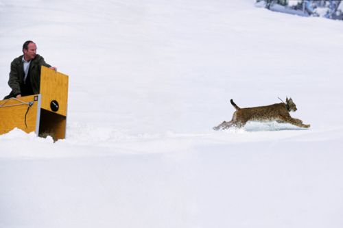 During the reintroduction project LUNO lynx were released in the Tössstock area. March 2001 