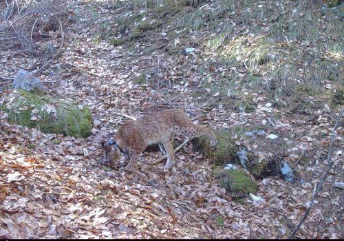 © Anja Molinari-Jobin 