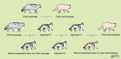 Hybridation chez les chats sauvages ©KORA