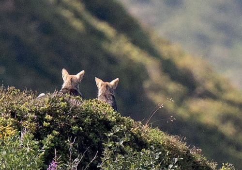 © Bildagentur Monn/Ervin Monn 