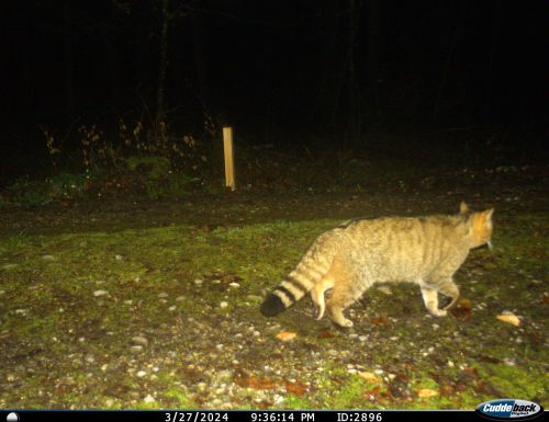 Gatto selvatico su fototrappola ©KORA
