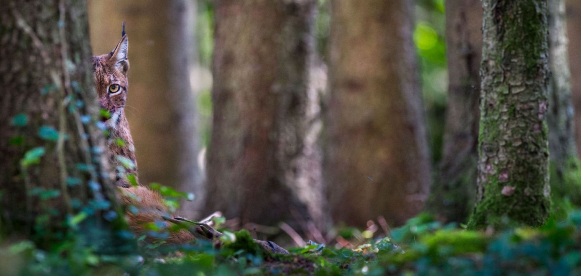 Lynx peeping out from behind the tree