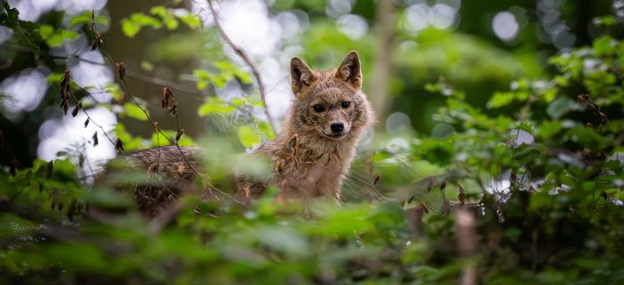 © KORA / Pablo del Rio