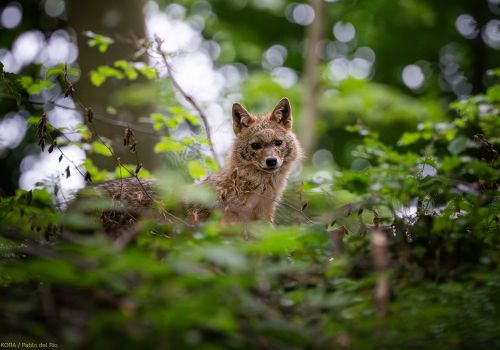 © KORA / Pablo del Rio