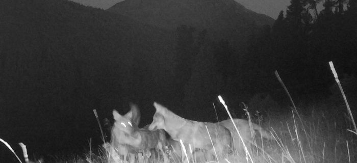 © Parc National Suisse