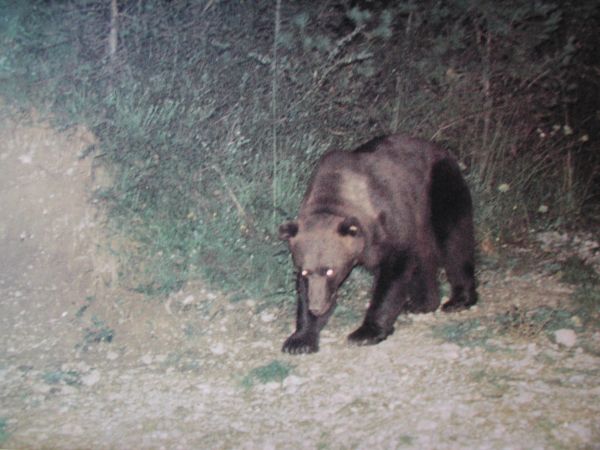L'un des derniers ours des Alpes dans le Trentin. Les ours des Alpes ne se sont pas accouplés avec les ours réintroduits en provenance de Slovaquie. 