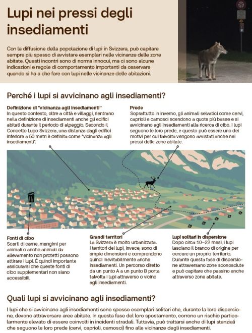 Scheda informativa «Lupi nei pressi degli insediamenti»