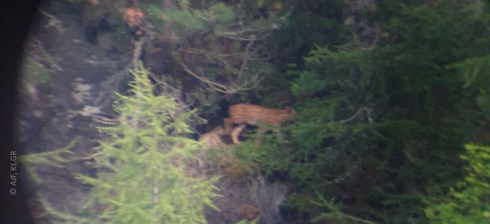 © Amt für Jagd und Fischerei, Kanton Graubünden