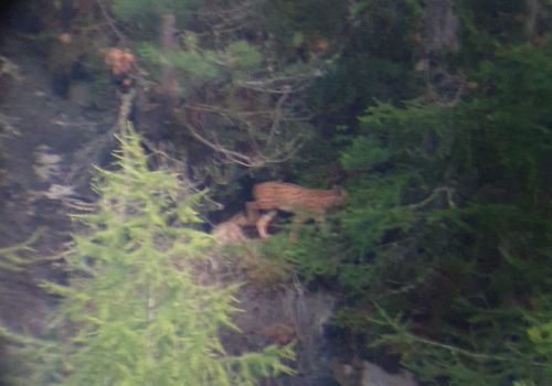 © Amt für Jagd und Fischerei, Kanton Graubünden