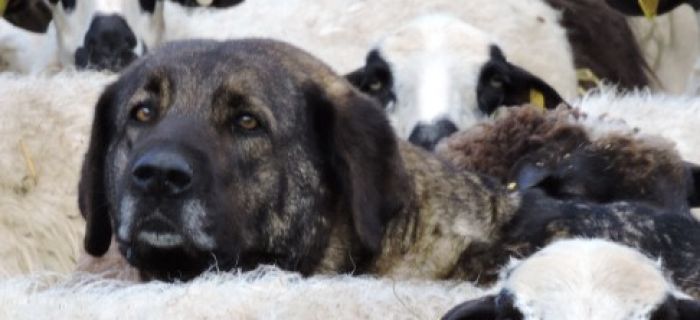 © Vincente Palacios