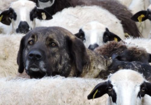 © Vincente Palacios