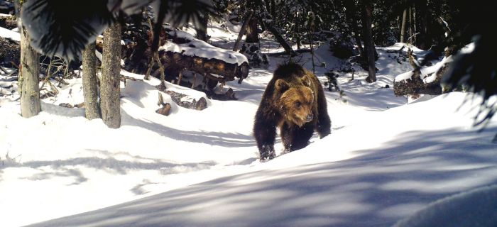 Schweizer Bär im Schnee