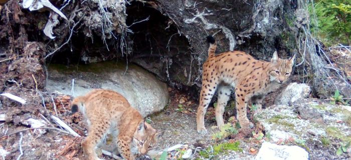 © Archiv Naturschutz LfULG/Wildkamera, Ronny Oehme