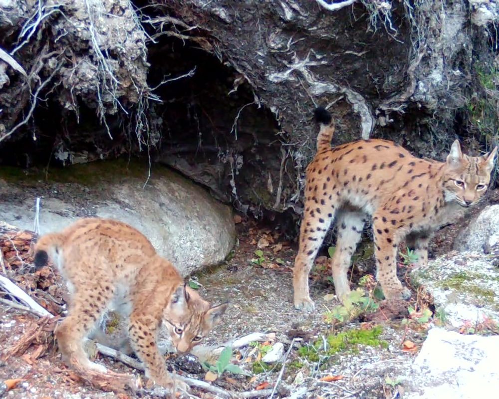 © Archiv Naturschutz LfULG/Wildkamera, Ronny Oehme