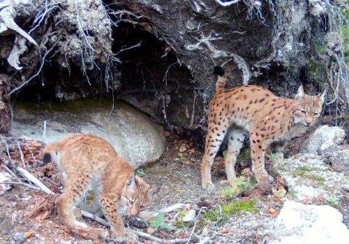 © Archiv Naturschutz LfULG/Wildkamera, Ronny Oehme