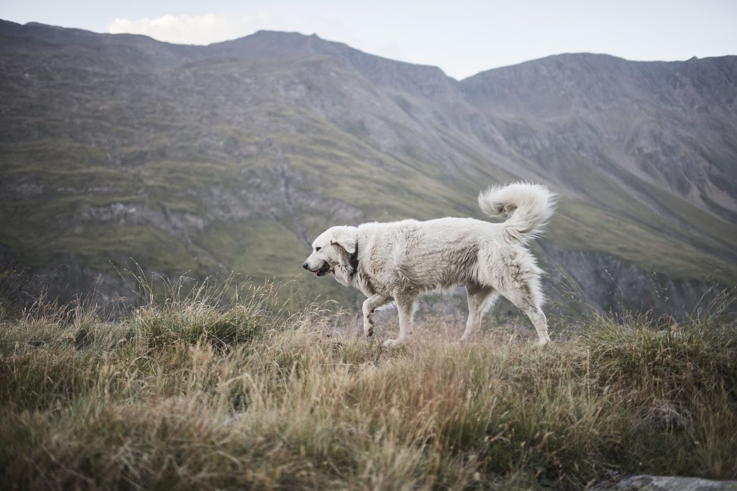 Herdenschutzhund im Walliser Rappental 