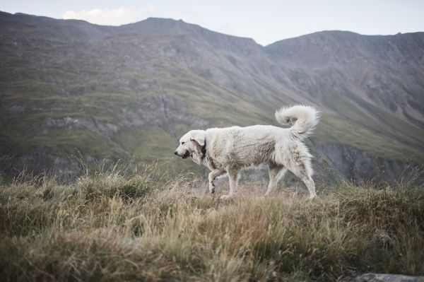 Herdenschutzhund im Walliser Rappental 