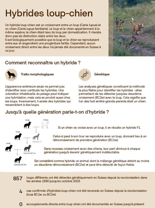 Fiches d'information « Hybrides loup-chien »