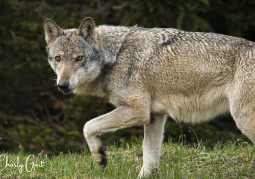 F07 fotografiert von © Charly Gurt